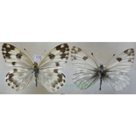 Pontia daplidice (Linnaeus, 1758) pair Rukiewnik zachodni Italy, Czech19j